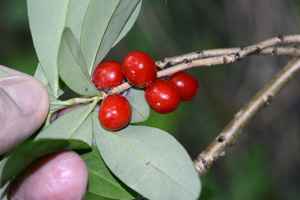 Bacche di  Daphne mezereum (Thymelaeaceae)